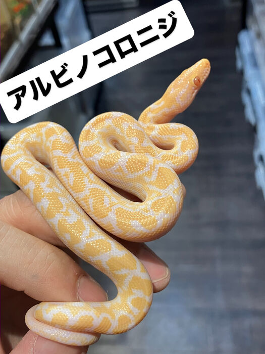画像5952