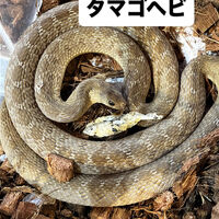 画像5954