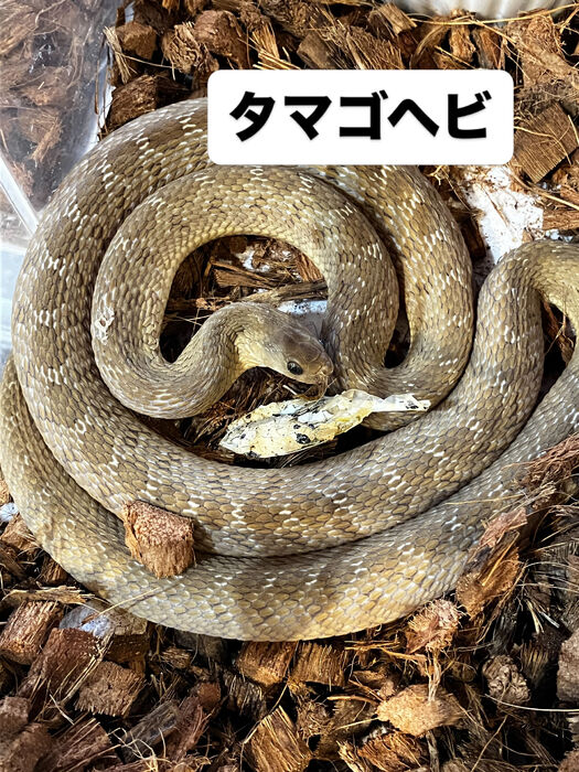 画像5954