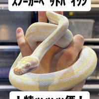 画像5955