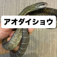画像5956
