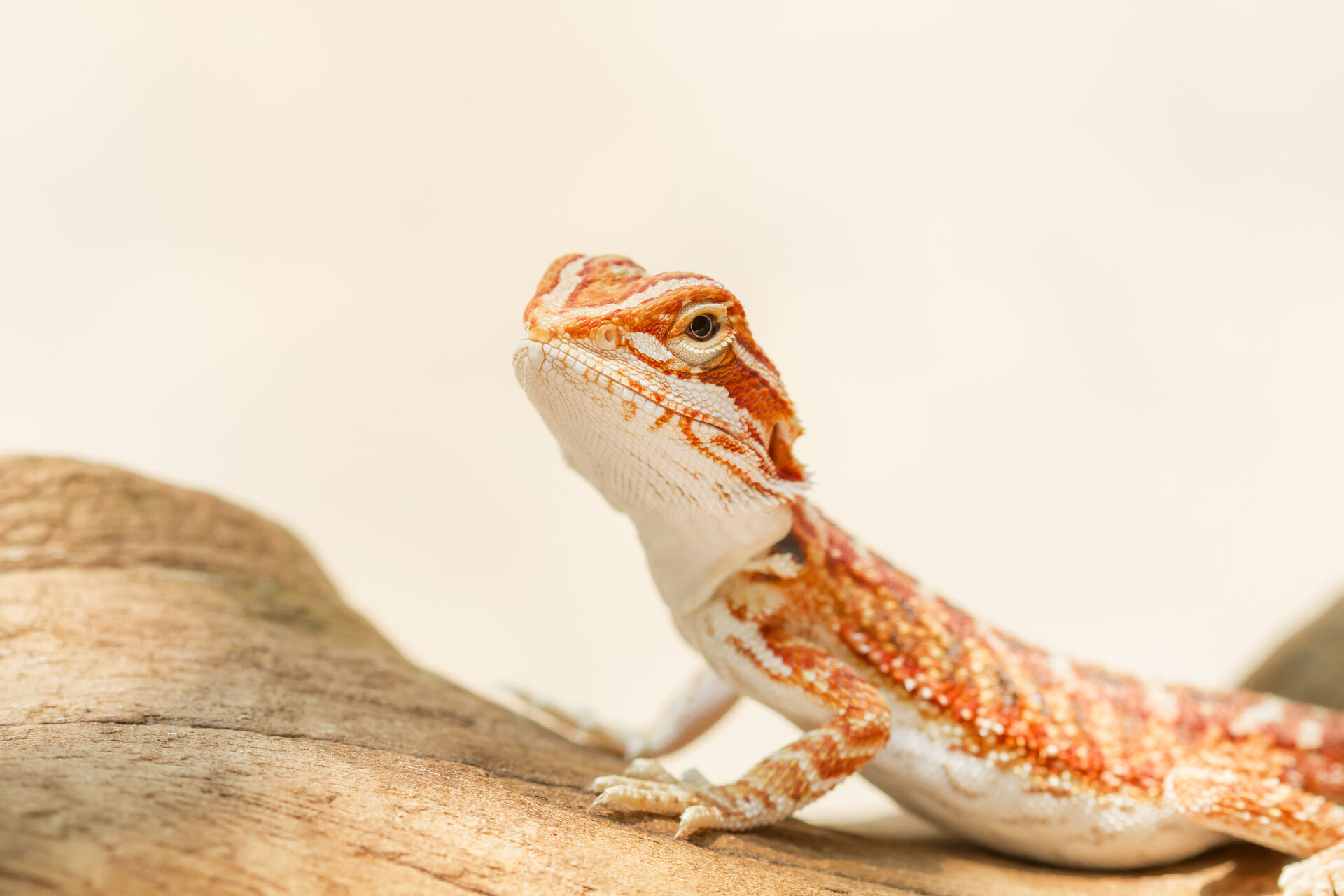 AdobeStock_155057046