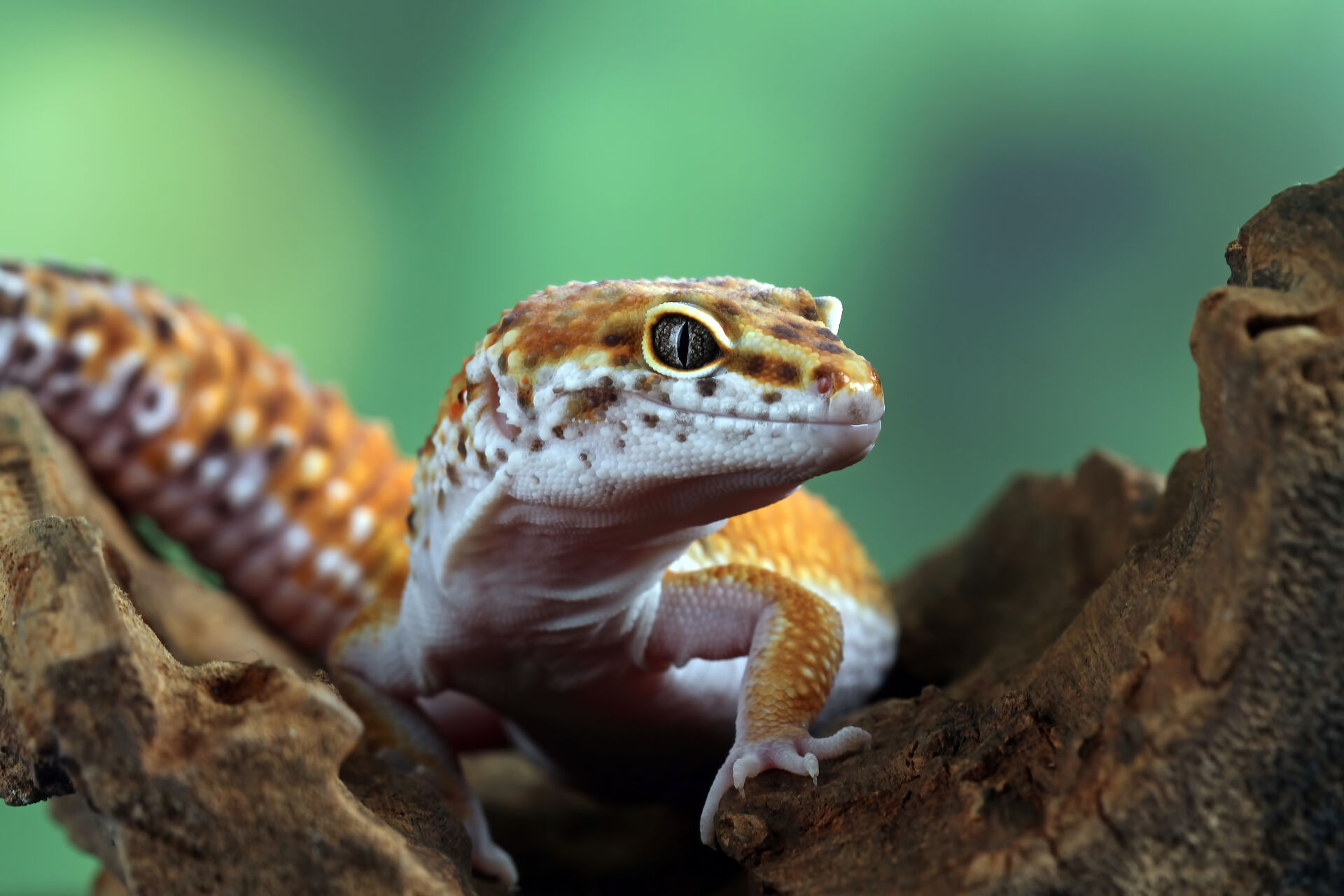 AdobeStock_488025281